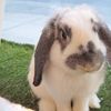SoHo Store Says Cowboy Couple Snatched Their Rabbit